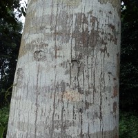 Artocarpus hirsutus Lam.